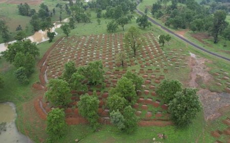 सेमरदर्री में 8,300 स्टैगर्ड कंटूर ट्रेंच से रोजाना 67 लाख लीटर भू-जल रिचार्ज