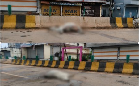 बालोद में सड़क हादसों का कहर: दो दिन में चार गौवंश की मौत, सड़क किनारे पड़े रहे शव