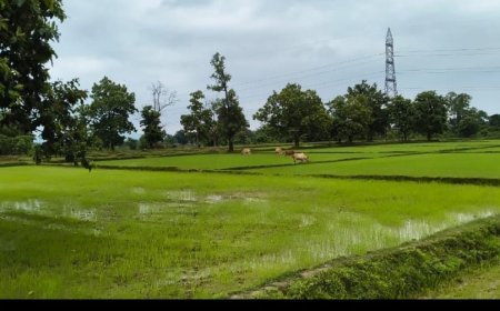 छोटेडोंगर में आवारा पशुओं का कहर, किसानों की फसल बर्बाद; कार्रवाई की मांग तेज