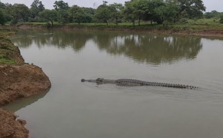 खोरसी नाला में दिखा घड़ियाल, ग्रामीणों में दहशत; वन विभाग ने जारी की सावधानी की अपील