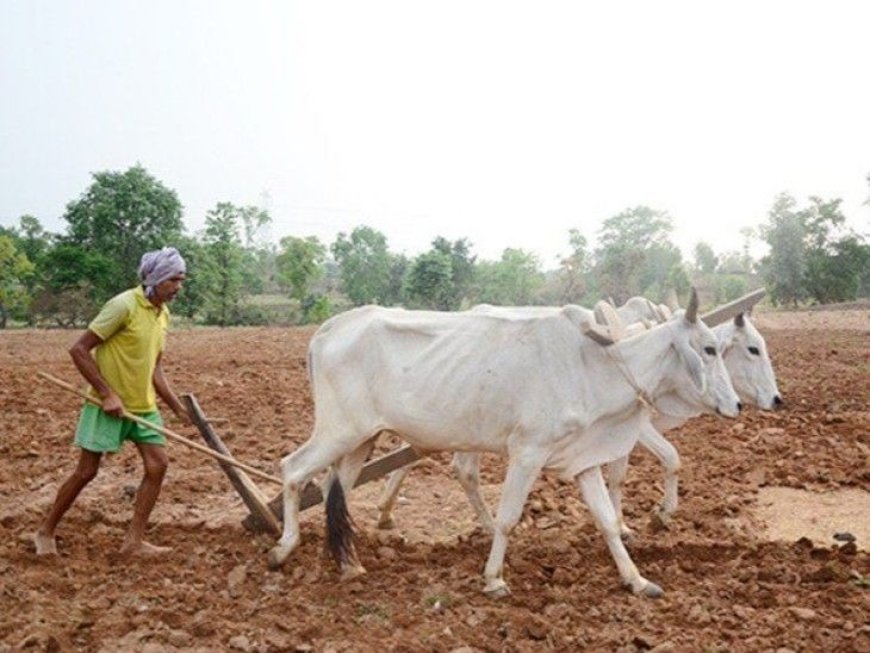 मानसून के साथ खेती ने पकड़ी रफ्तार, प्रदेश में 6.25 लाख हेक्टेयर में बोनी पूरी