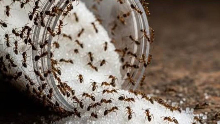 बारिश में चीनी के डिब्बे में लग जाती हैं चींटियां? अपनाएं ये आसान घरेलू उपाय