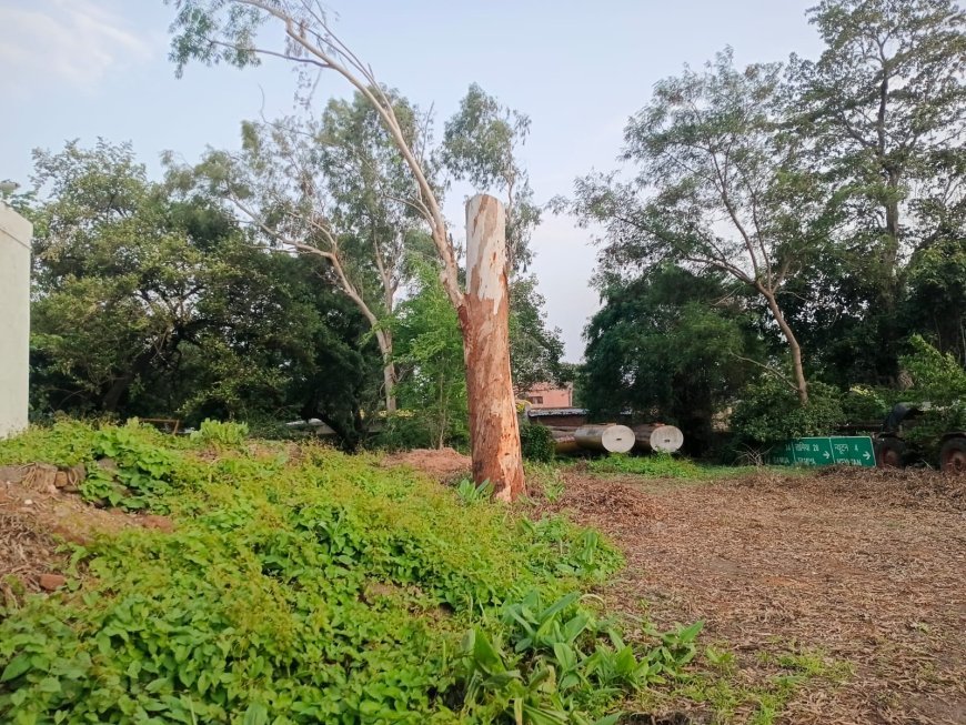 बिना अनुमति पेड़ कटाई का आरोप, चांदामेटा में वन विभाग और WCL कर्मचारियों पर उठे सवाल