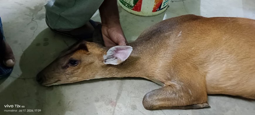 गरियाबंद में घायल चौसिंगा का सफल रेस्क्यू, वन विभाग ने बचाई दुर्लभ वन्यजीव की जान
