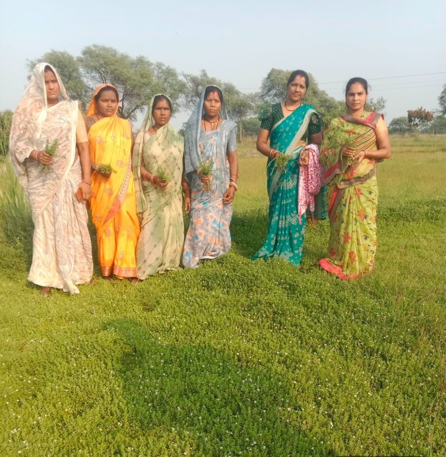 धमतरी मॉडल बना देश के लिए प्रेरणा, औषधीय पौधों की खेती से महिलाओं की बदली तकदीर
