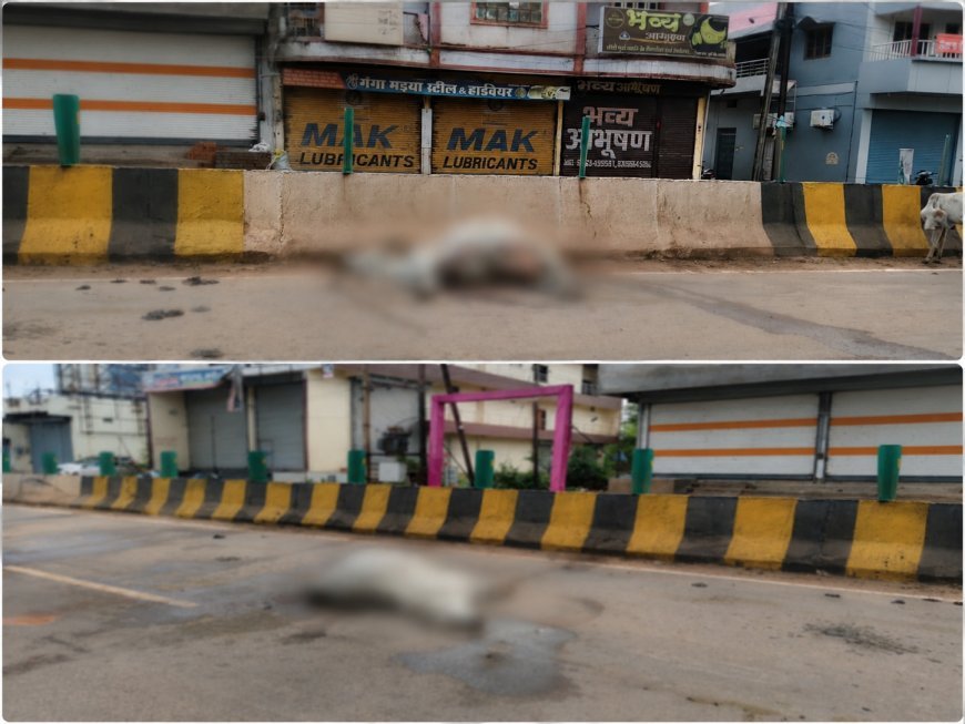 बालोद में सड़क हादसों का कहर: दो दिन में चार गौवंश की मौत, सड़क किनारे पड़े रहे शव