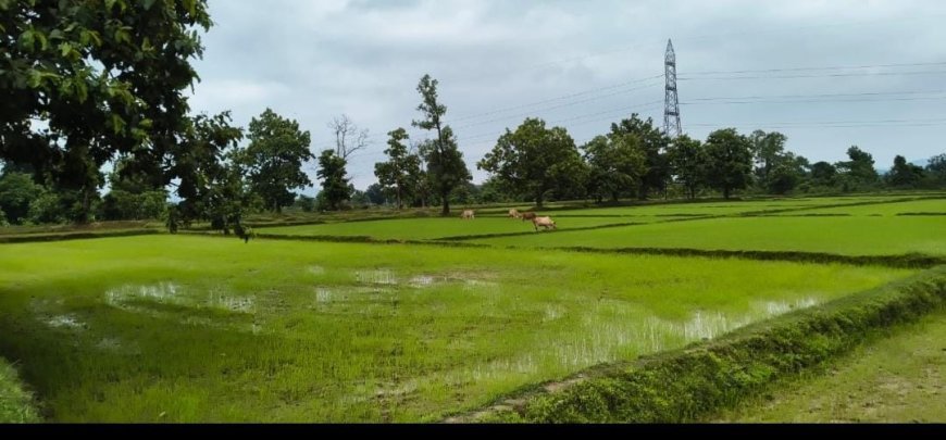 छोटेडोंगर में आवारा पशुओं का कहर, किसानों की फसल बर्बाद; कार्रवाई की मांग तेज