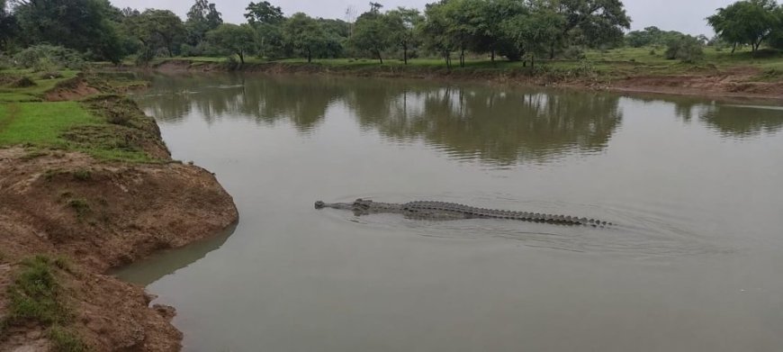 खोरसी नाला में दिखा घड़ियाल, ग्रामीणों में दहशत; वन विभाग ने जारी की सावधानी की अपील