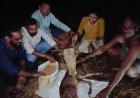 ताराशिव गौधाम में घंटों की मशक्कत के बाद सुरक्षित हुआ बछड़े का जन्म, बचीं दो बेजुबान जिंदगियां