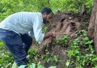 देशी मशरूम के लिए जान जोखिम में डाल रहे ग्रामीण, बाजार में 1500 रुपये किलो तक बिक रहा 'फुटू'