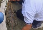 कोरबा के खेत में दिखा विशालकाय मगरमच्छ, मचा हड़कंप, वन विभाग ने किया रेस्क्यू