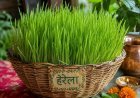 अम्बाड़ा में 29 अगस्त को धूमधाम से मनेगा भुजलिया पर्व, पूजा-विसर्जन के बाद होगा सांस्कृतिक कार्यक्रम और भंडारा