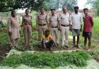 उजियारा अभियान के तहत कांकेर पुलिस की बड़ी कार्रवाई, अवैध गांजा खेती का आरोपी गिरफ्तार