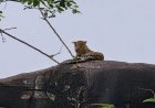 Kanker News : किरगोली गढ़िया पहाड़ में दिखा तेंदुआ, ग्रामीणों में बढ़ी दहशत