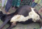 छिंदवाड़ा-बालाघाट मार्ग पर बस ने गोवंश को मारी टक्कर, मौत के बाद ग्रामीणों में आक्रोश
