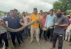 हैदरपुर में 15 फीट लंबे अजगर से मचा हड़कंप, सियार का शिकार कर खेत में छिपा था विशालकाय सांप
