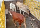रायपुर में आवारा मवेशियों पर नगर निगम की सख्ती, सड़कों से लगातार धरपकड़ अभियान जारी