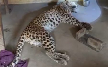 घर में घुसे तेंदुए ने दो लोगों पर किया हमला, झड़प के बाद तेंदुए की मौत