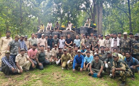 मानव-वन्यजीव संघर्ष के बाद कान्हा टाइगर रिजर्व ने बाघिन का किया सफल रेस्क्यू, वन विहार भोपाल भेजा
