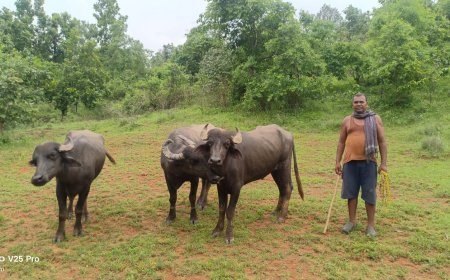72 घंटे में मवेशी चोरी का खुलासा, 4 आरोपी गिरफ्तार