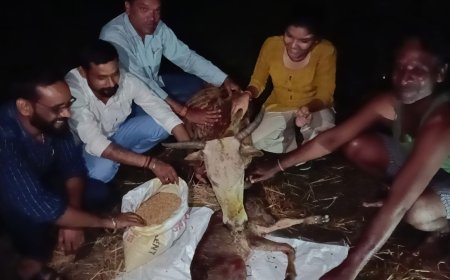 ताराशिव गौधाम में घंटों की मशक्कत के बाद सुरक्षित हुआ बछड़े का जन्म, बचीं दो बेजुबान जिंदगियां