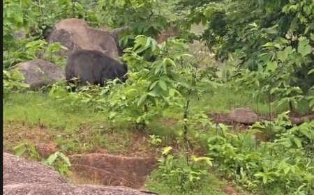 कांकेर में भालू का हमला, दो ग्रामीणों की मौत, एक गंभीर घायल