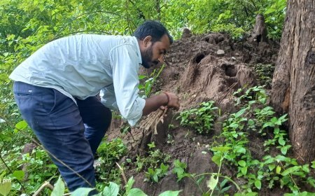 देशी मशरूम के लिए जान जोखिम में डाल रहे ग्रामीण, बाजार में 1500 रुपये किलो तक बिक रहा 'फुटू'