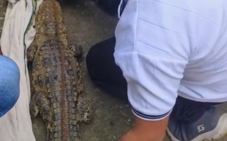 कोरबा के खेत में दिखा विशालकाय मगरमच्छ, मचा हड़कंप, वन विभाग ने किया रेस्क्यू