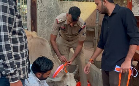 गौवंश की सुरक्षा के साथ सड़क हादसों पर लगाम, कबीरधाम में 200 गौवंश को लगाए गए रेडियम बेल्ट