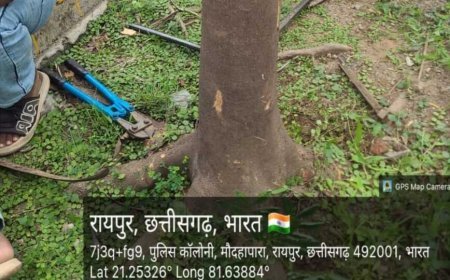 प्रोजेक्ट पुनर्जीवन: रायपुर में 1775 ट्री गार्ड और 382 कांक्रीट घेरों को हटाया गया, पौधों को मिला प्राकृतिक विकास का अवसर