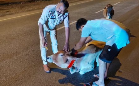 दशरंगपुर पुलिस ने सड़क पर बैठे मवेशियों के गले में बांधी रेडियम पट्टी, दुर्घटनाओं से बचाव का प्रयास