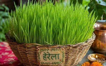 अम्बाड़ा में 29 अगस्त को धूमधाम से मनेगा भुजलिया पर्व, पूजा-विसर्जन के बाद होगा सांस्कृतिक कार्यक्रम और भंडारा