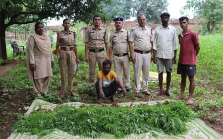 उजियारा अभियान के तहत कांकेर पुलिस की बड़ी कार्रवाई, अवैध गांजा खेती का आरोपी गिरफ्तार