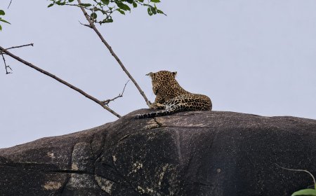 Kanker News : किरगोली गढ़िया पहाड़ में दिखा तेंदुआ, ग्रामीणों में बढ़ी दहशत
