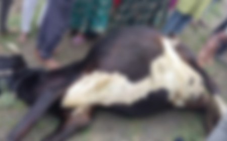 छिंदवाड़ा-बालाघाट मार्ग पर बस ने गोवंश को मारी टक्कर, मौत के बाद ग्रामीणों में आक्रोश