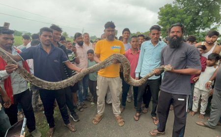 हैदरपुर में 15 फीट लंबे अजगर से मचा हड़कंप, सियार का शिकार कर खेत में छिपा था विशालकाय सांप