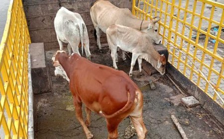 रायपुर में आवारा मवेशियों पर नगर निगम की सख्ती, सड़कों से लगातार धरपकड़ अभियान जारी