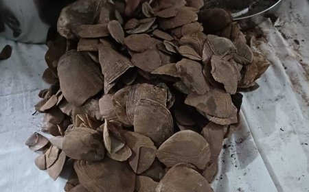 छोटेबेठिया के मोरखण्डी जंगल में नक्सल डम्प बरामद, पैंगोलिन शल्क सहित नक्सली सामग्री जब्त