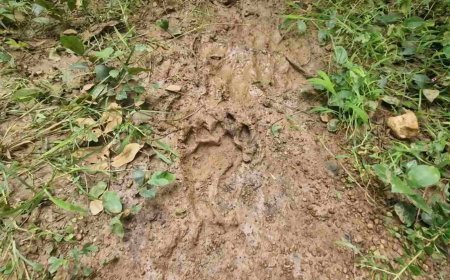 औंधी क्षेत्र में सड़क पर दिखा बाघ, गांवों में दहशत का माहौल; वन विभाग ने जारी किया अलर्ट