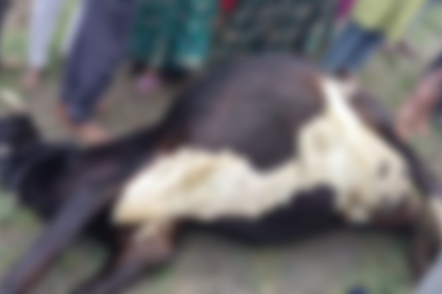 छिंदवाड़ा-बालाघाट मार्ग पर बस ने गोवंश को मारी टक्कर, मौत के बाद ग्रामीणों में आक्रोश