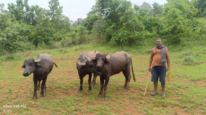 72 घंटे में मवेशी चोरी का खुलासा, 4 आरोपी गिरफ्तार