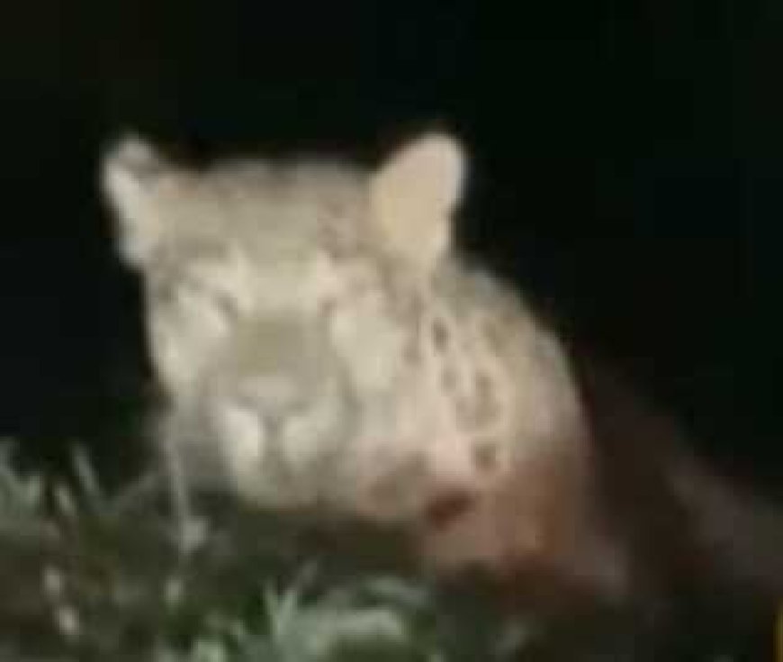 बिलासपुर–गौरेला मार्ग पर देर रात दिखा तेंदुआ, वीडियो वायरल होने से राहगीरों में बढ़ी सतर्कता