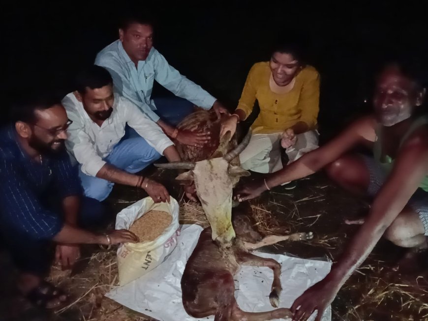 ताराशिव गौधाम में घंटों की मशक्कत के बाद सुरक्षित हुआ बछड़े का जन्म, बचीं दो बेजुबान जिंदगियां