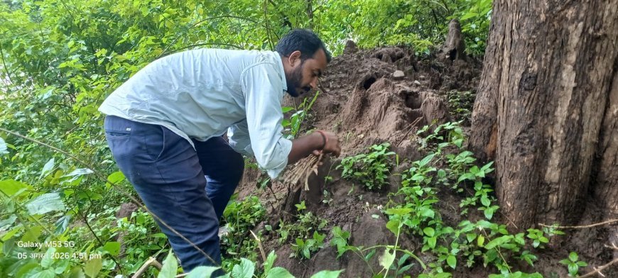 देशी मशरूम के लिए जान जोखिम में डाल रहे ग्रामीण, बाजार में 1500 रुपये किलो तक बिक रहा 'फुटू'