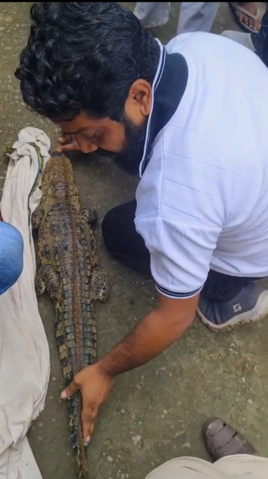 कोरबा के खेत में दिखा विशालकाय मगरमच्छ, मचा हड़कंप, वन विभाग ने किया रेस्क्यू