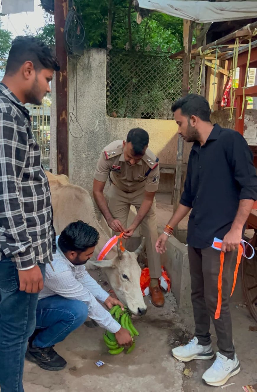 गौवंश की सुरक्षा के साथ सड़क हादसों पर लगाम, कबीरधाम में 200 गौवंश को लगाए गए रेडियम बेल्ट