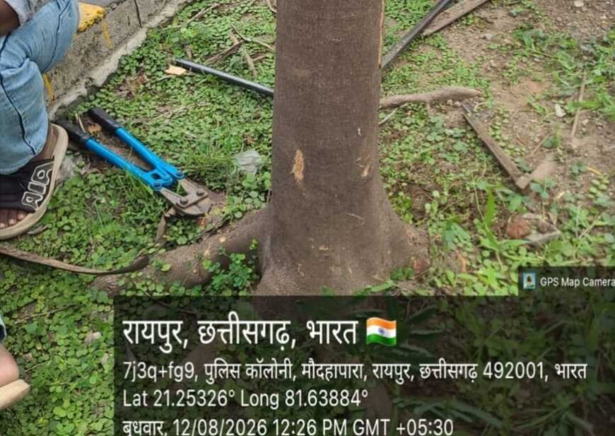 प्रोजेक्ट पुनर्जीवन: रायपुर में 1775 ट्री गार्ड और 382 कांक्रीट घेरों को हटाया गया, पौधों को मिला प्राकृतिक विकास का अवसर