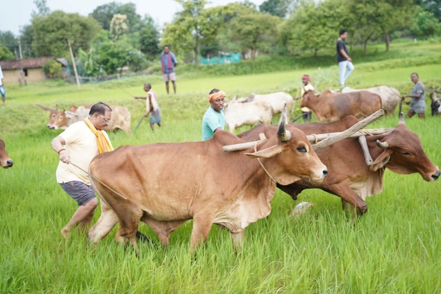 अपने गृह ग्राम बगिया पहुंचे मुख्यमंत्री विष्णु देव साय, खेतों में चलाया हल और की धान की बियासी
