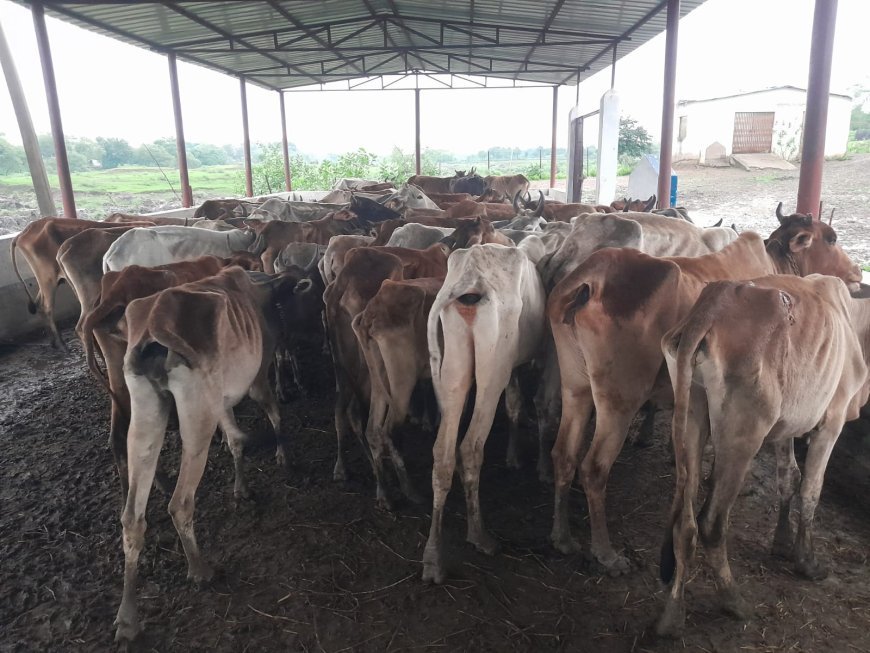 कवर्धा ब्रेकिंग: अतरिया खुर्द की गौशाला में मवेशियों की मौत, ग्रामीणों ने लगाए गंभीर आरोप