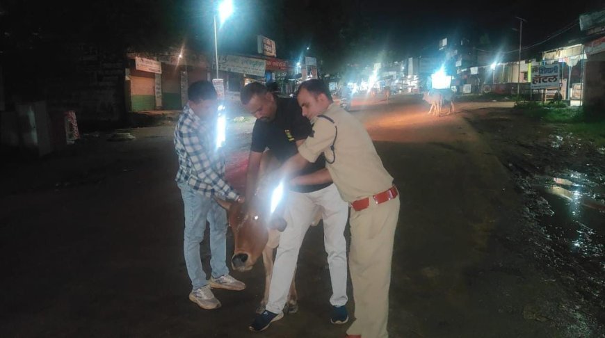 रात में हादसों से बचाएगा रेडियम बेल्ट, पोड़ी पुलिस ने गौवंश के गले में बांधे रेडियम बेल्ट
